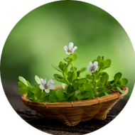 Bacopa Monnieri Extract