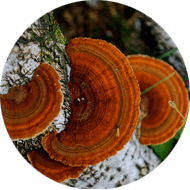 Organic Chaga Extract 10:1