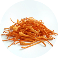 Organic Cordyceps Extract 8:1