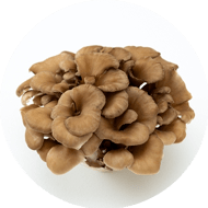 Organic Maitake Extract 10:1