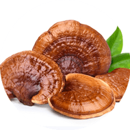 Reishi Extract 10:1 
