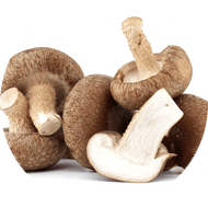 Shiitake Extract 4:1 