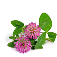 Red Clover Extract