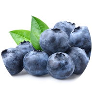 Northern Bilberry Extract 10:1