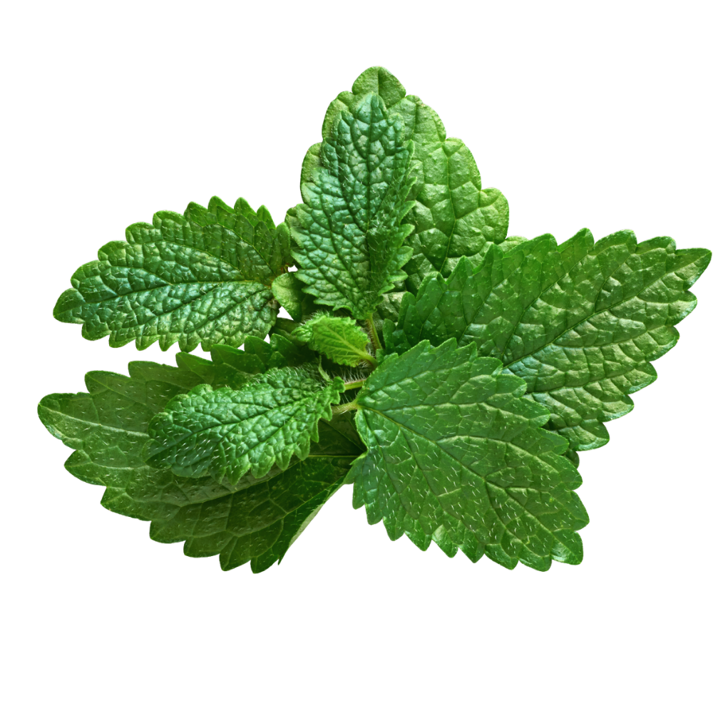 Lemon Balm Extract