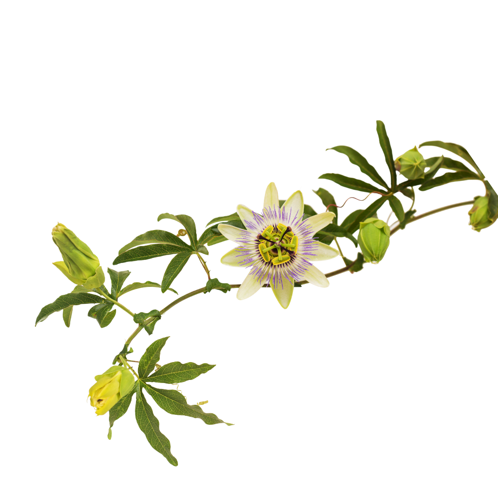 Passionflower Extract