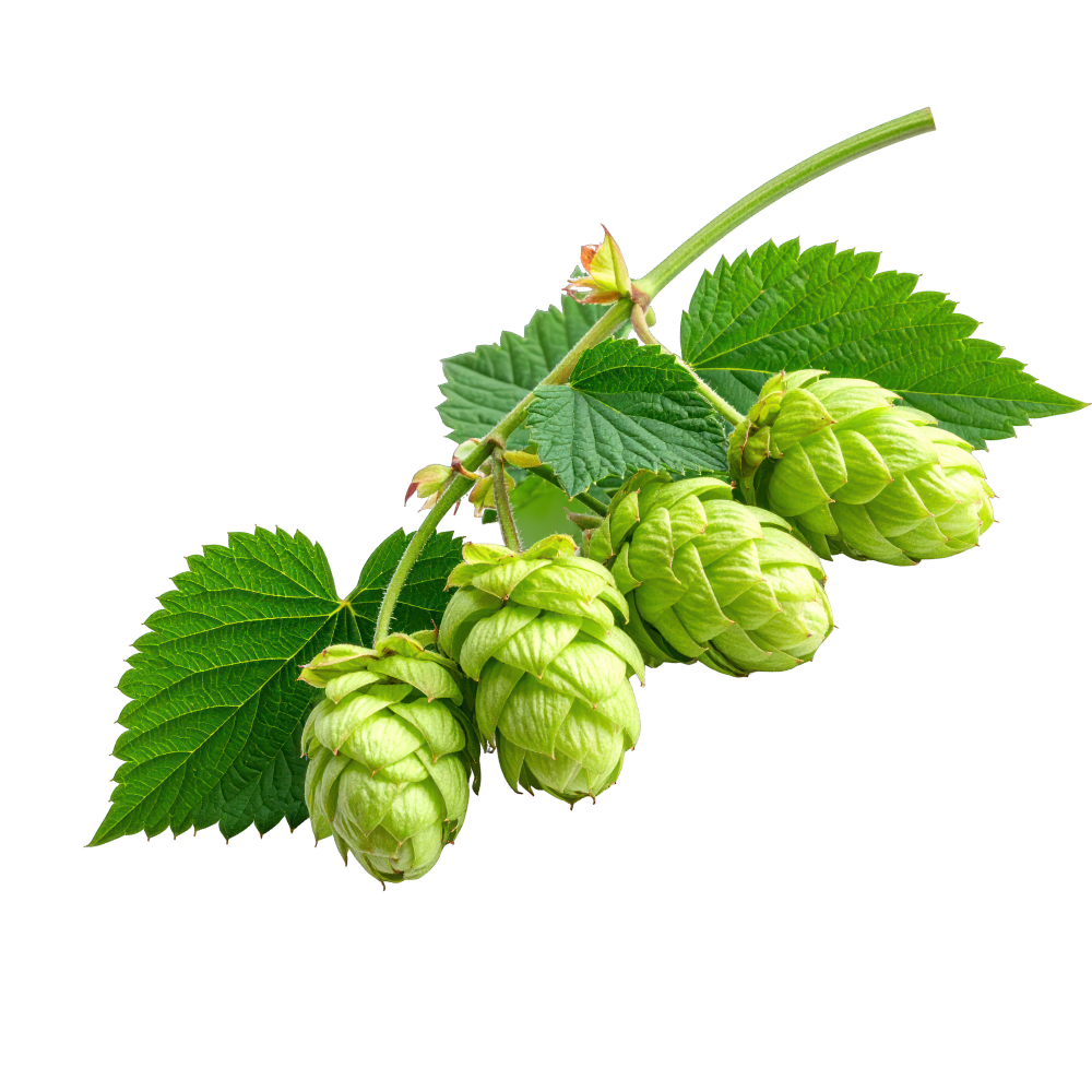 Hops Extract 