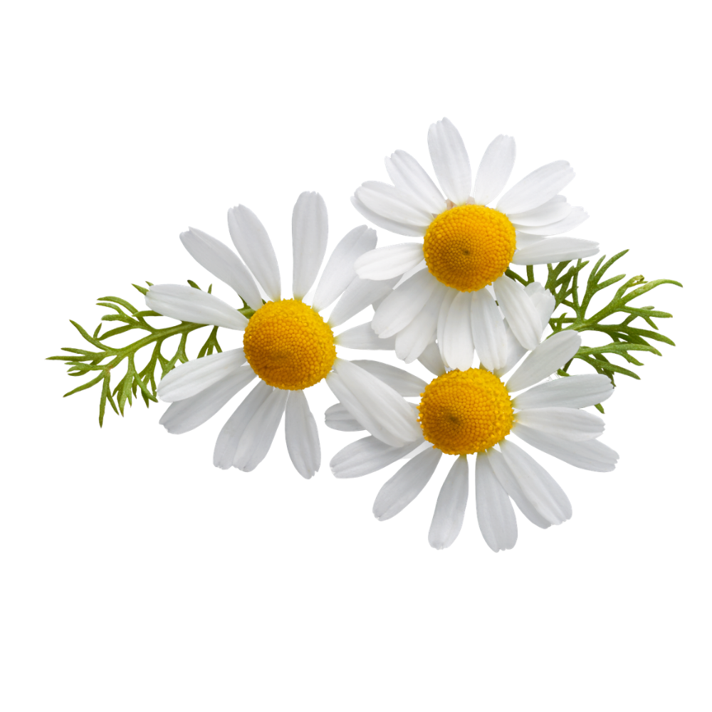 Chamomile Extract 10:1 