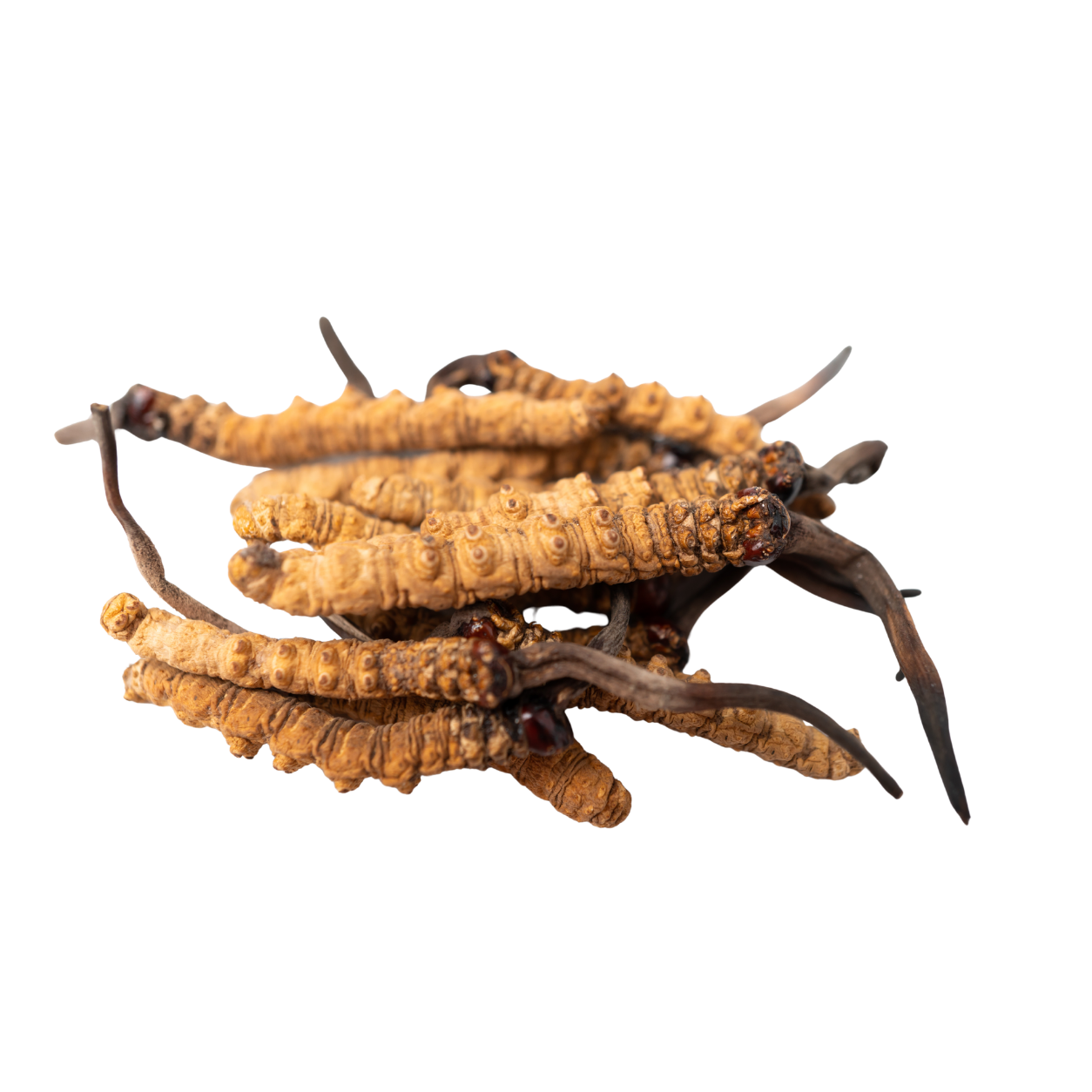 Cordyceps sinensis Extract